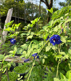 Blå Himmelsärt Fylld Blomma (Clitoria ternatea)