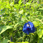 Blå Himmelsært Fyldt Blomst (Clitoria ternatea)