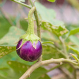 'A Purple Trio' Goa Bean, Chili &amp; Thai Eggplant