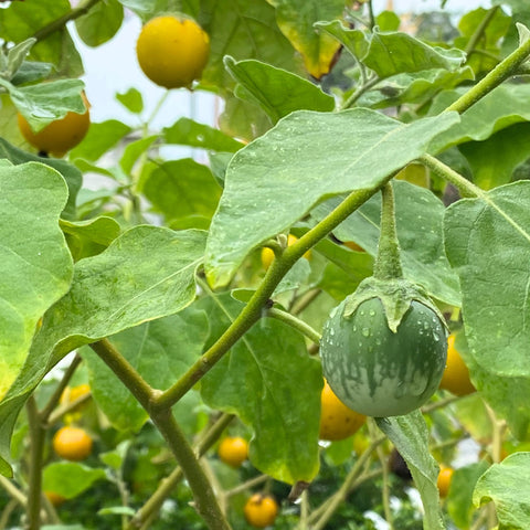 Thailändsk Aubergine (Solanum melongena)