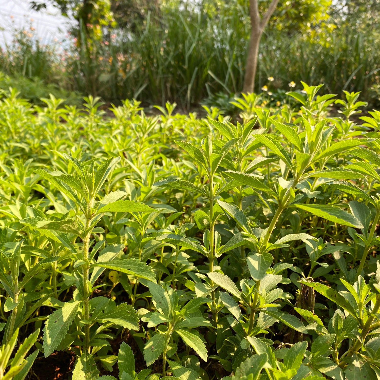 Stevia / Sötflockel (Stevia rebaudiana)