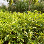 Stevia / Sukkerblad (Stevia rebaudiana)