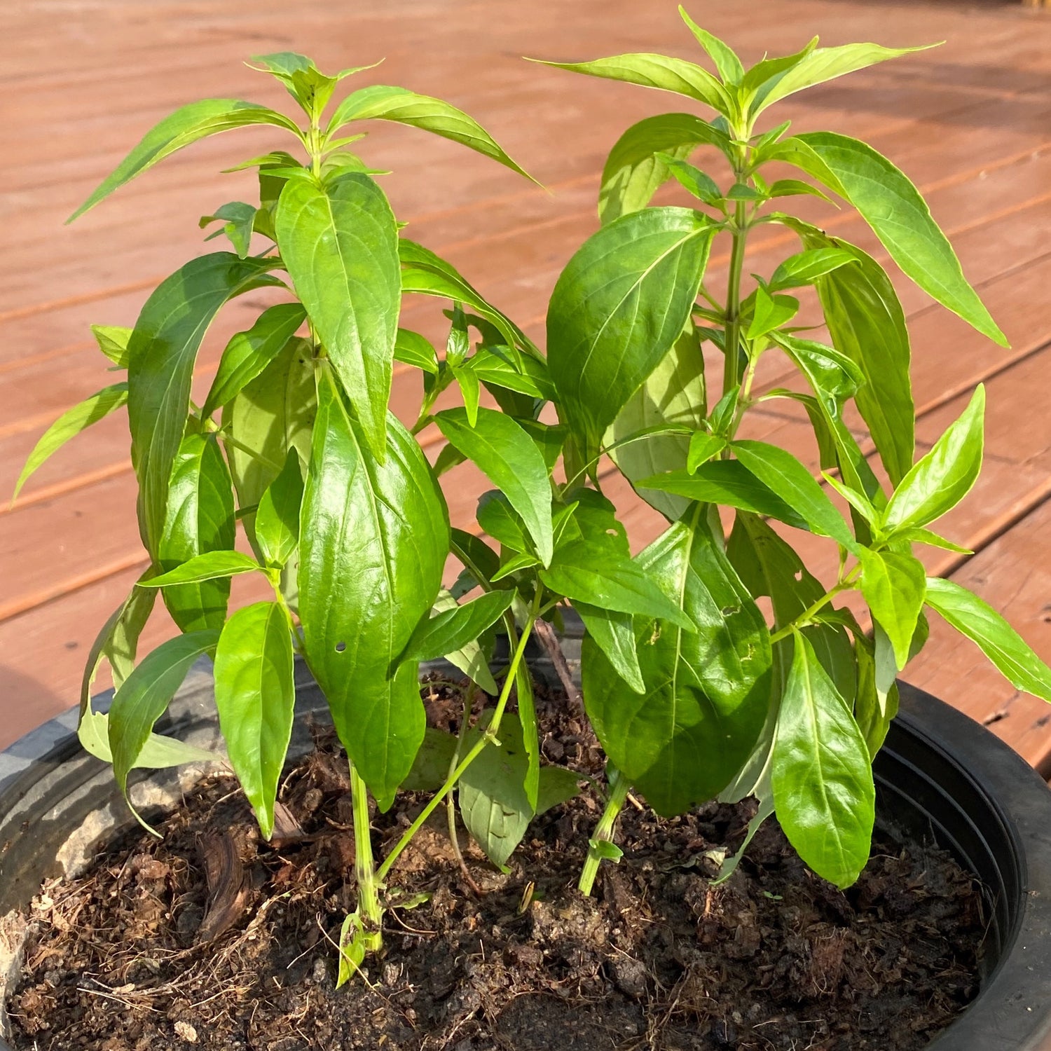 Kariyat (Andrographis paniculata)