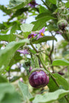 Lilla Thai aubergine (Solanum melongena) 