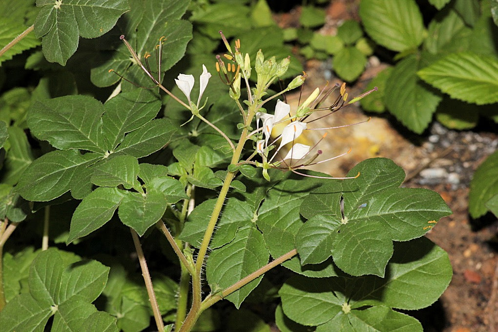 african spider plant Seeds for African Cabbage / Spiderwisp (Cleome gynandra)