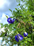 Blå Himmelsärt Fylld Blomma (Clitoria ternatea)