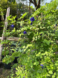 Blå Himmelsært Fyldt Blomst (Clitoria ternatea)