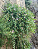 Caper Bush (Capparis spinosa)