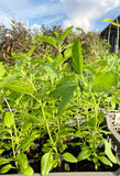 Holy Basil / Tulsi (Ocimum tenuiflorum)