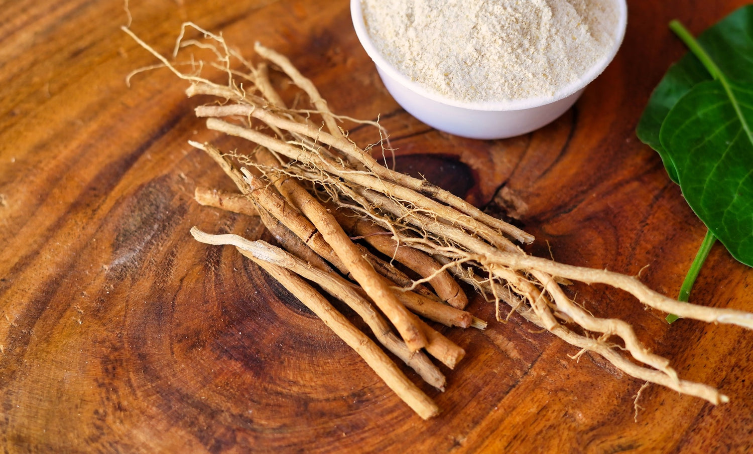 Indisk Ginseng / Ashwagandha Planta 20-40 cm (Withania somnifera)