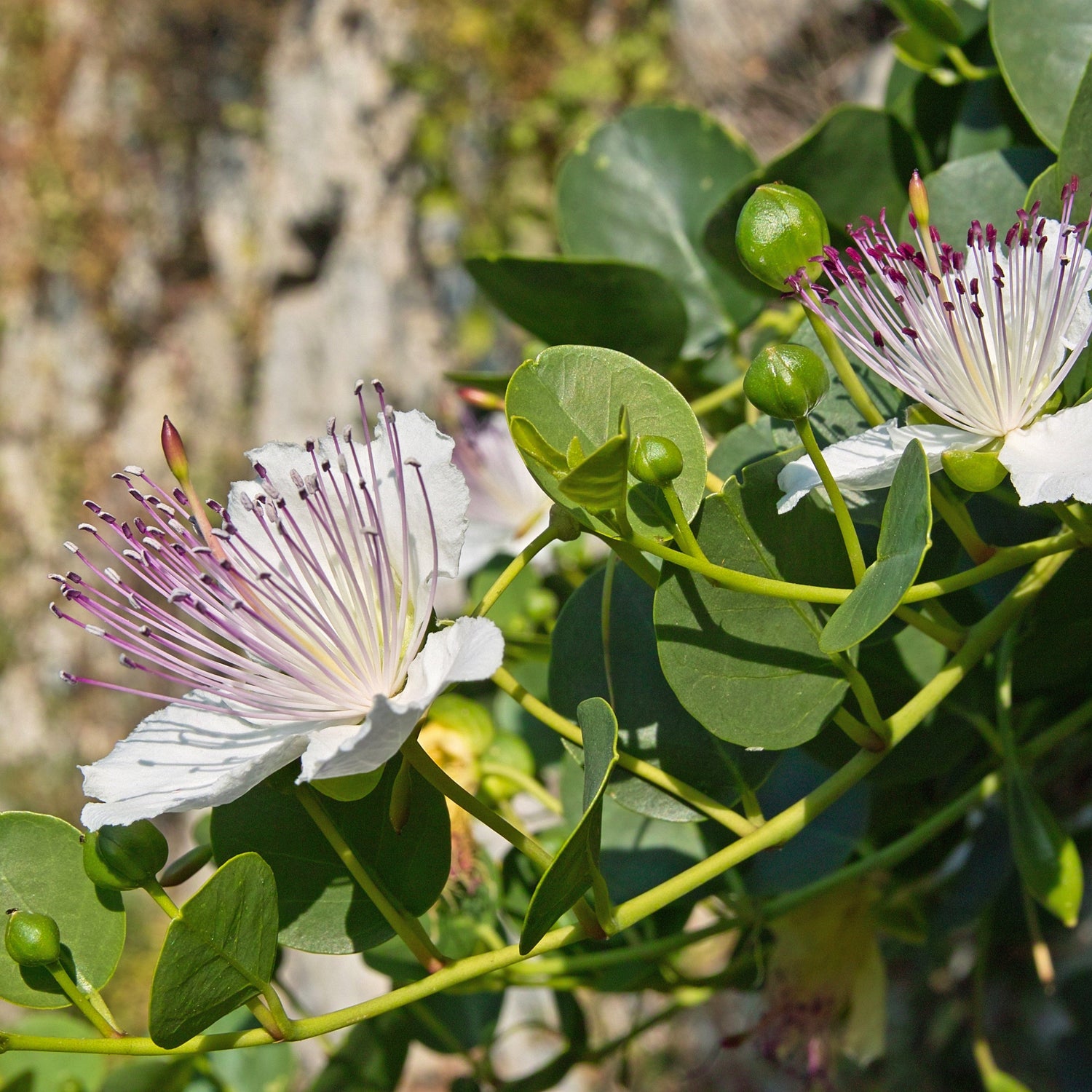 Kapers (Capparis spinosa)