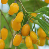 Yellow Goji Berry / Yellow Wolfberry (Lycium barbarum)