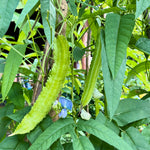 Goa bønne / Vingebønne (Psophocarpus tetragonolobus)