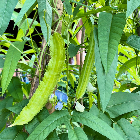 Winged Bean / Goa Bean (Psophocarpus tetragonolobus)