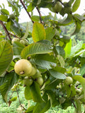 Guava 'Ki Nok' (Psidium guajava)