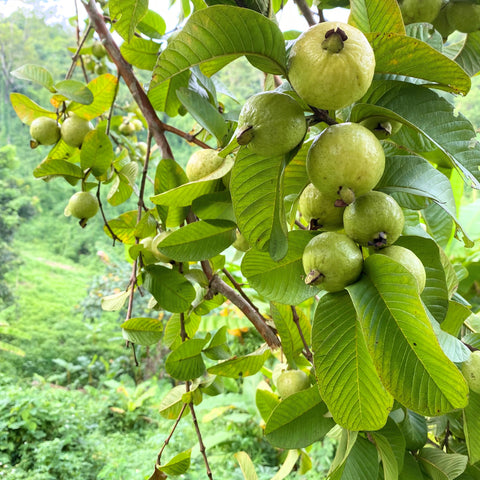 Guava 'Ki Nok' (Psidium guajava)