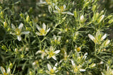 Harmelbuske / Syrisk ruta (Peganum harmala)