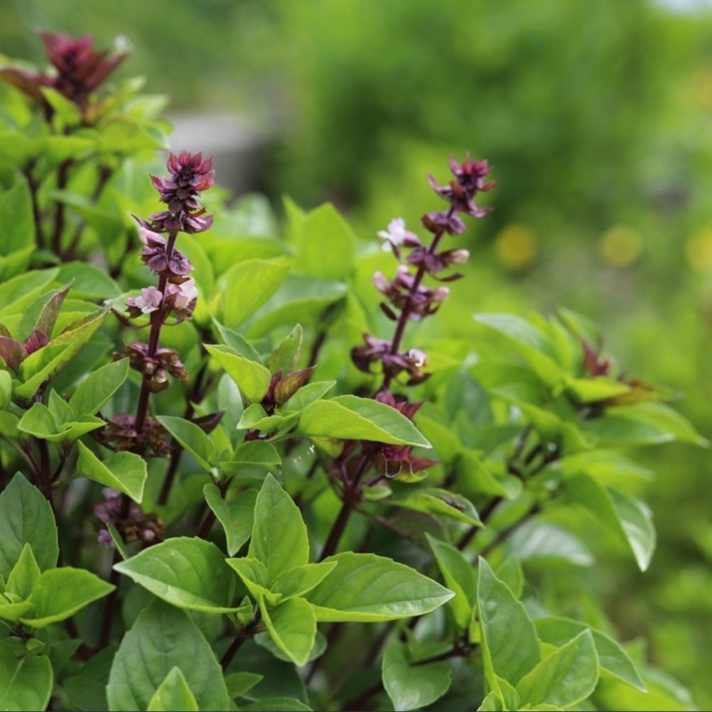 Thai basilikum (Ocimum basilicum var. thyrsiflora)