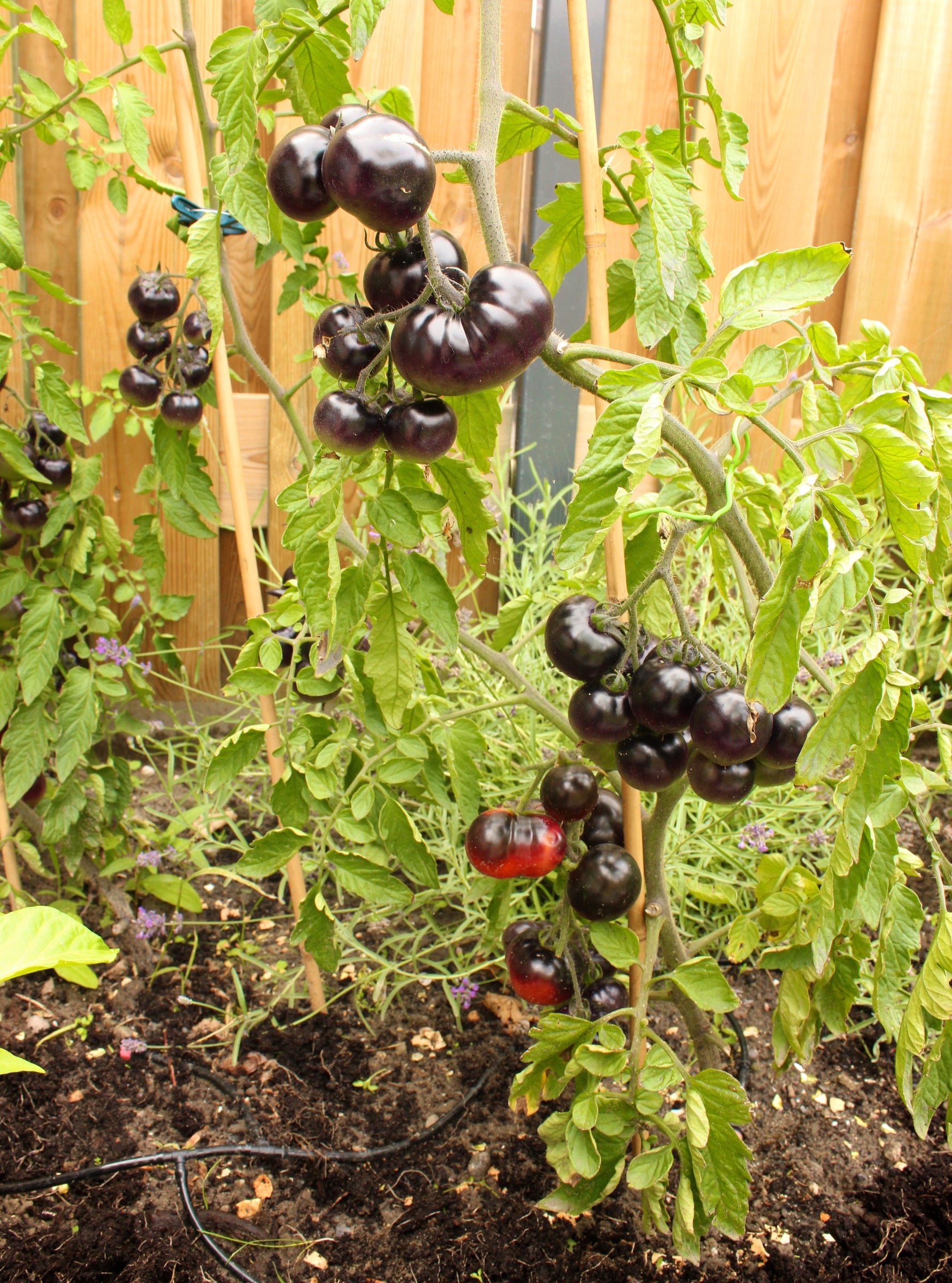 indigo rose tomato seeds uk Seeds for Tomato 'Indigo Rose' (Solanum lycopersicum) – Trädgårdsdags