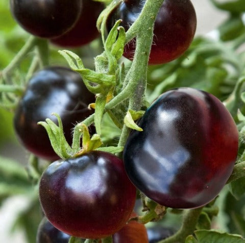 Tomat ’Indigo Rose’ (Solanum lycopersicum)
