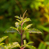 Hellig Basilikum (Ocimum tenuiflorum)