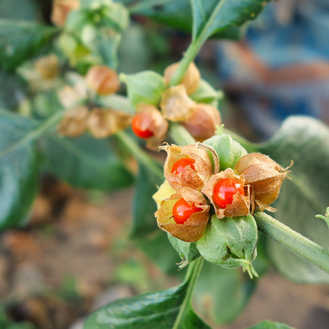 Indisk Ginseng / Ashwagandha (Withania somnifera)