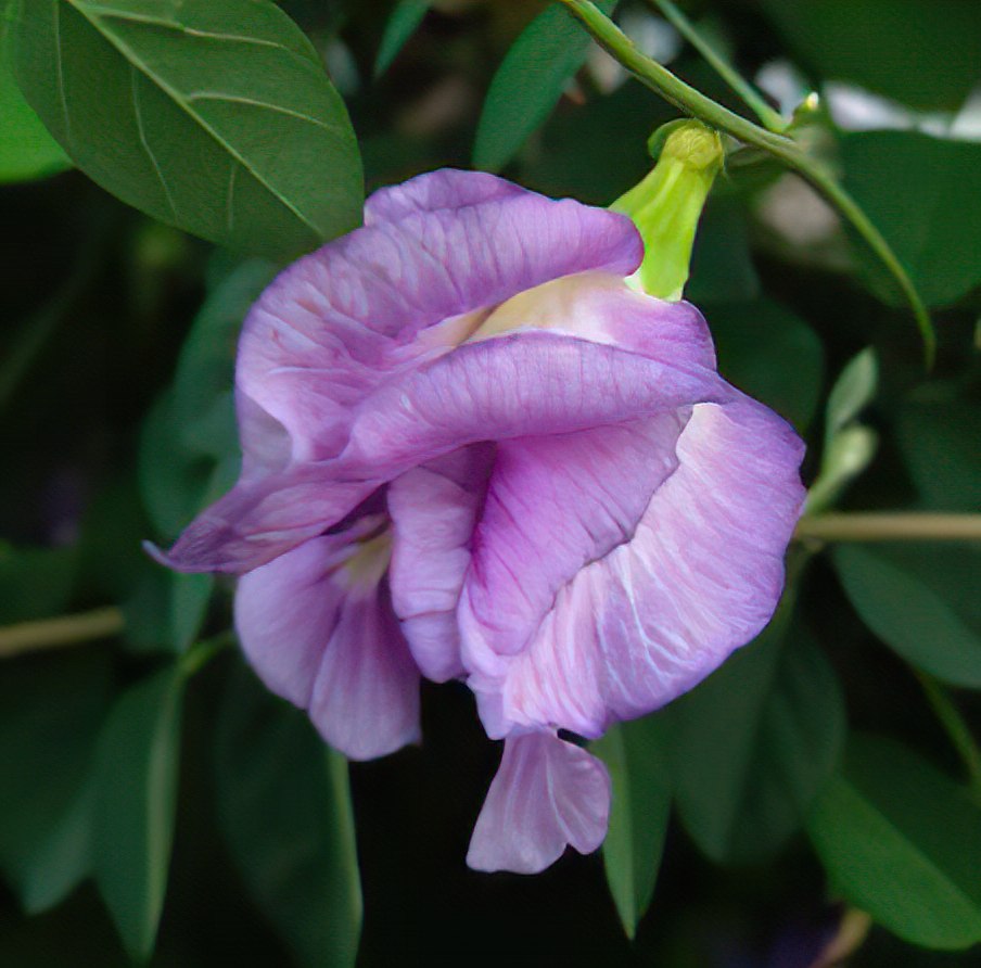 Lys Lilla Himmelsært Fyldt Blomst (Clitoria ternatea)