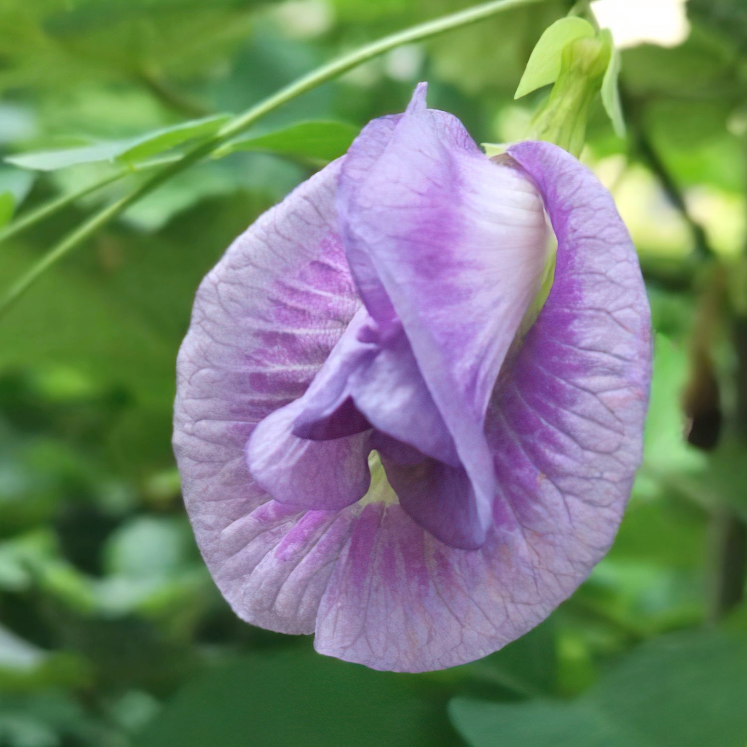 Lys Lilla Himmelsärt Doble Kronblad (Clitoria ternatea)