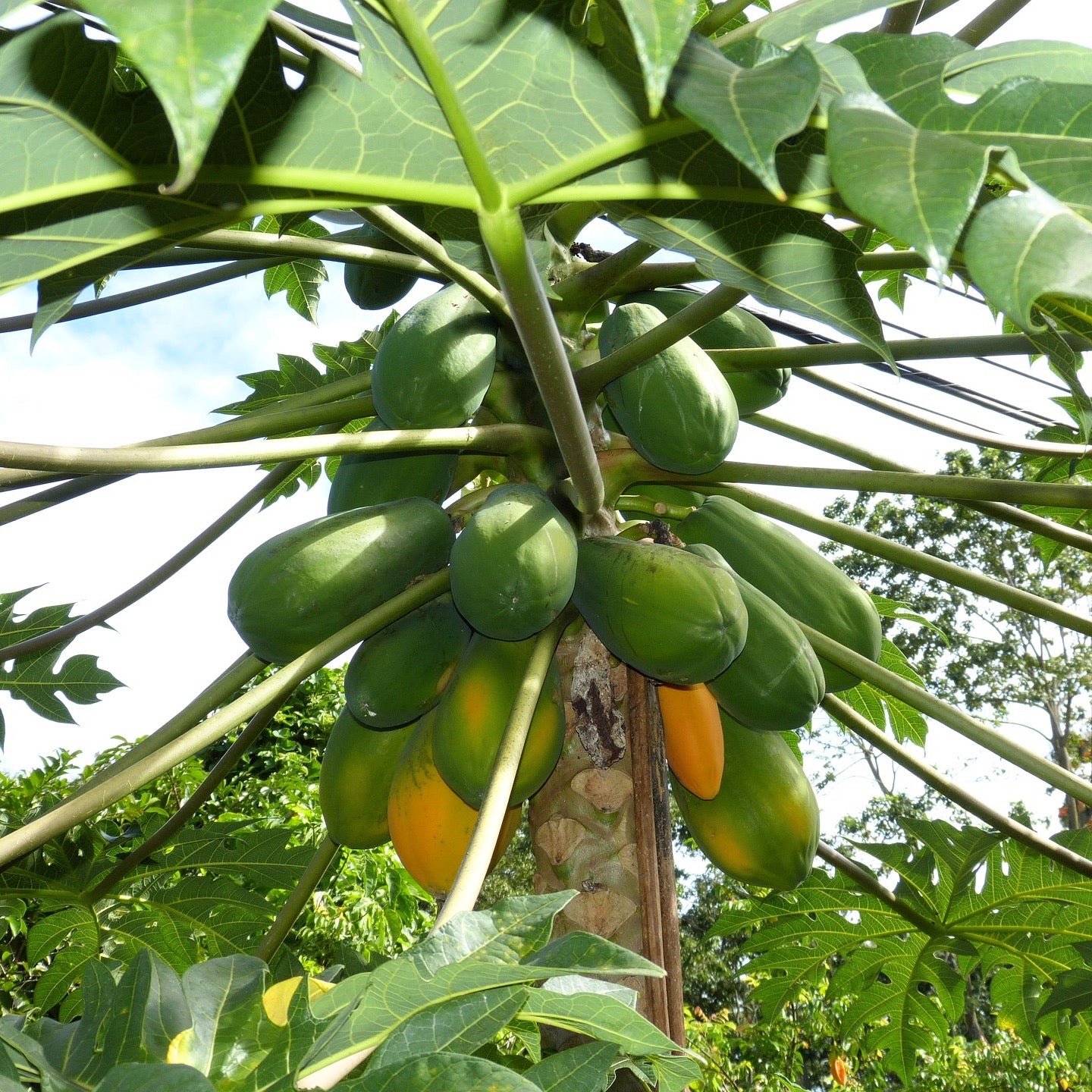 Papaya 'HOLLAND' (Carica papaya)