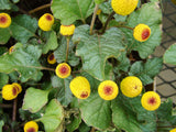 Toothache Plant / Szechuan Buttons (Acmella oleracea)
