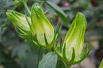 Vit Roselle (Hibiscus sabdariffa)