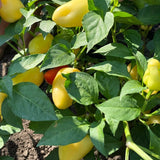  Capsicum / Sød Peber (Capsicum annuum)