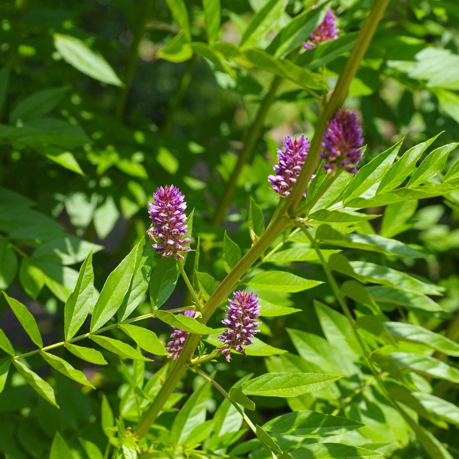 Lakritsrot (Glycyrrhiza glabra)