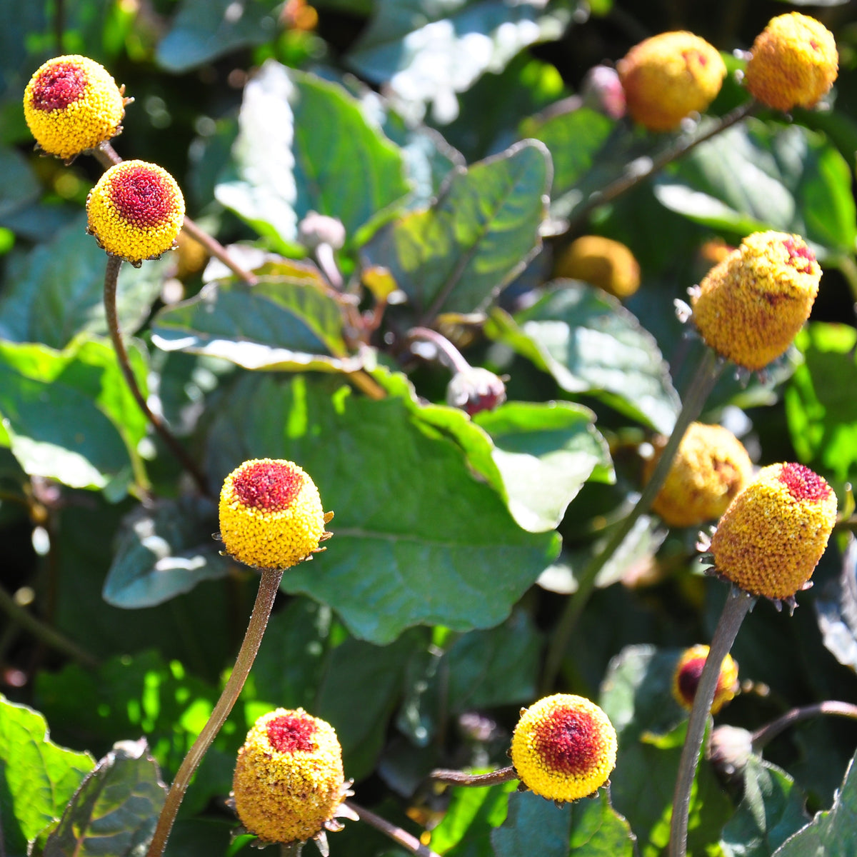 szechuan flower seeds Seeds for Toothache Plant / Szechuan Buttons (Acmella oleracea)