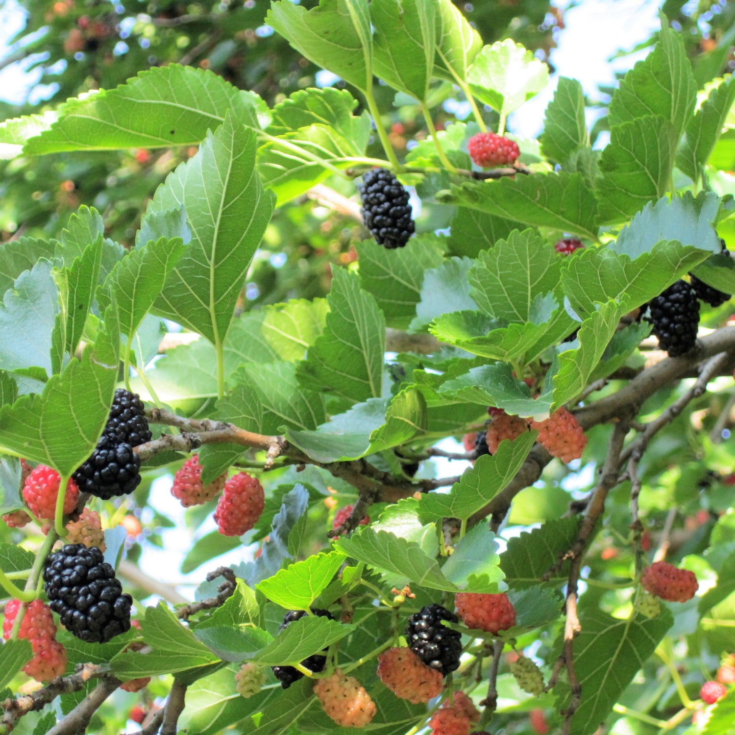 Svart morbær (Morus nigra)