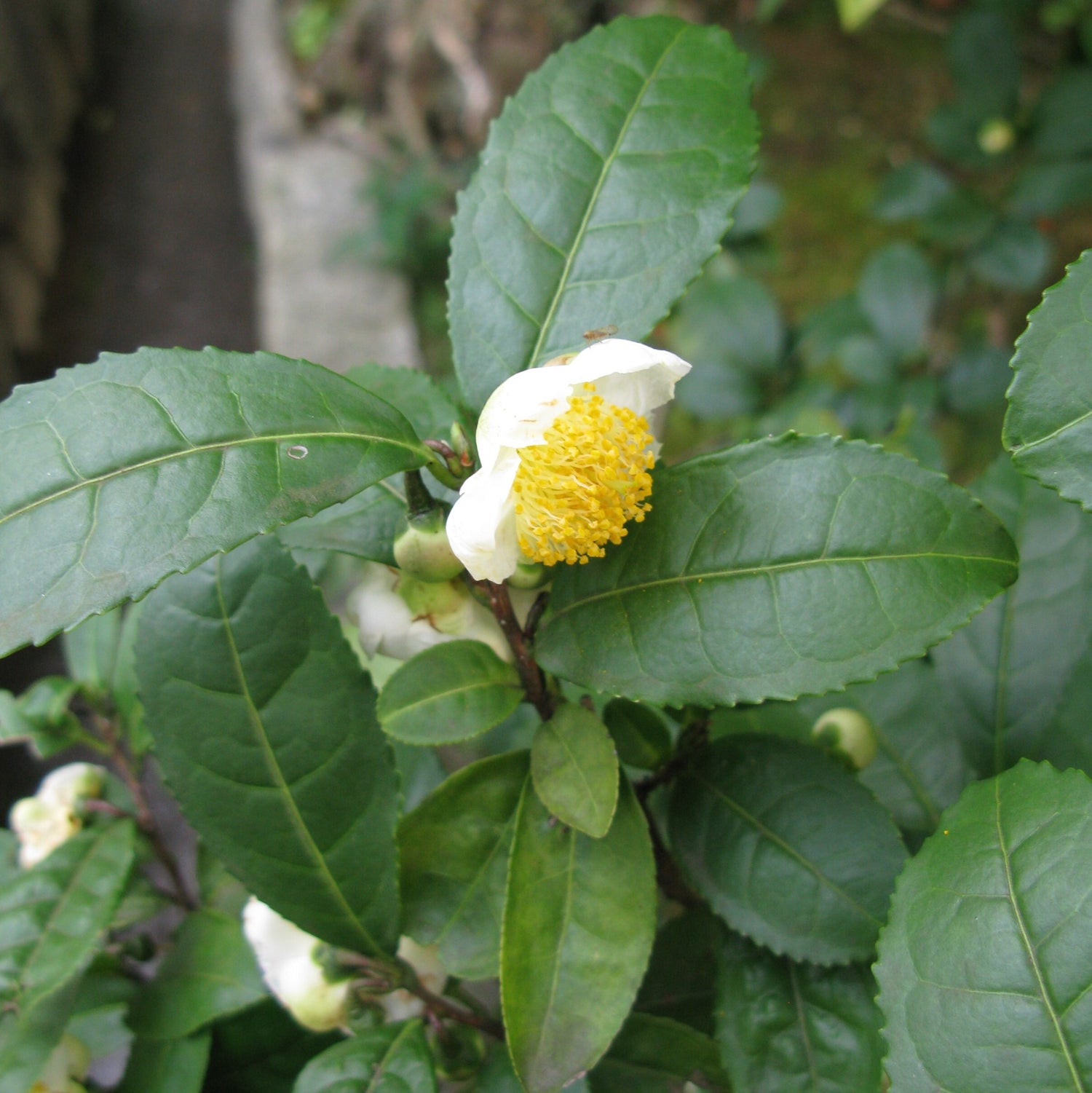 Tebusk (Camellia sinensis)