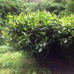 Tebuske (Camellia sinensis)