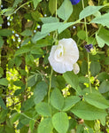 Vit Himmelsärt Fylld Blomma (Clitoria ternatea)