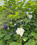 Vit Himmelsärt Fylld Blomma (Clitoria ternatea)