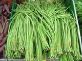 Yardlong Bean 'Yard Long' / Asparagus bean (Vigna sesquipedalis) 